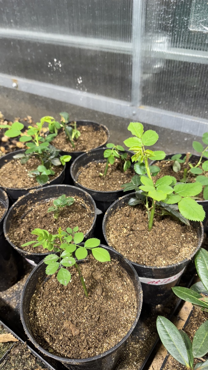 Черенки роз зимуют в теплице