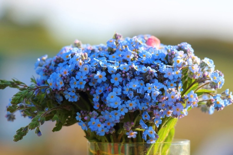 Незабудки — символ праздника