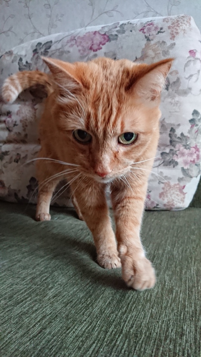 Мой Рыжик. Фото мое