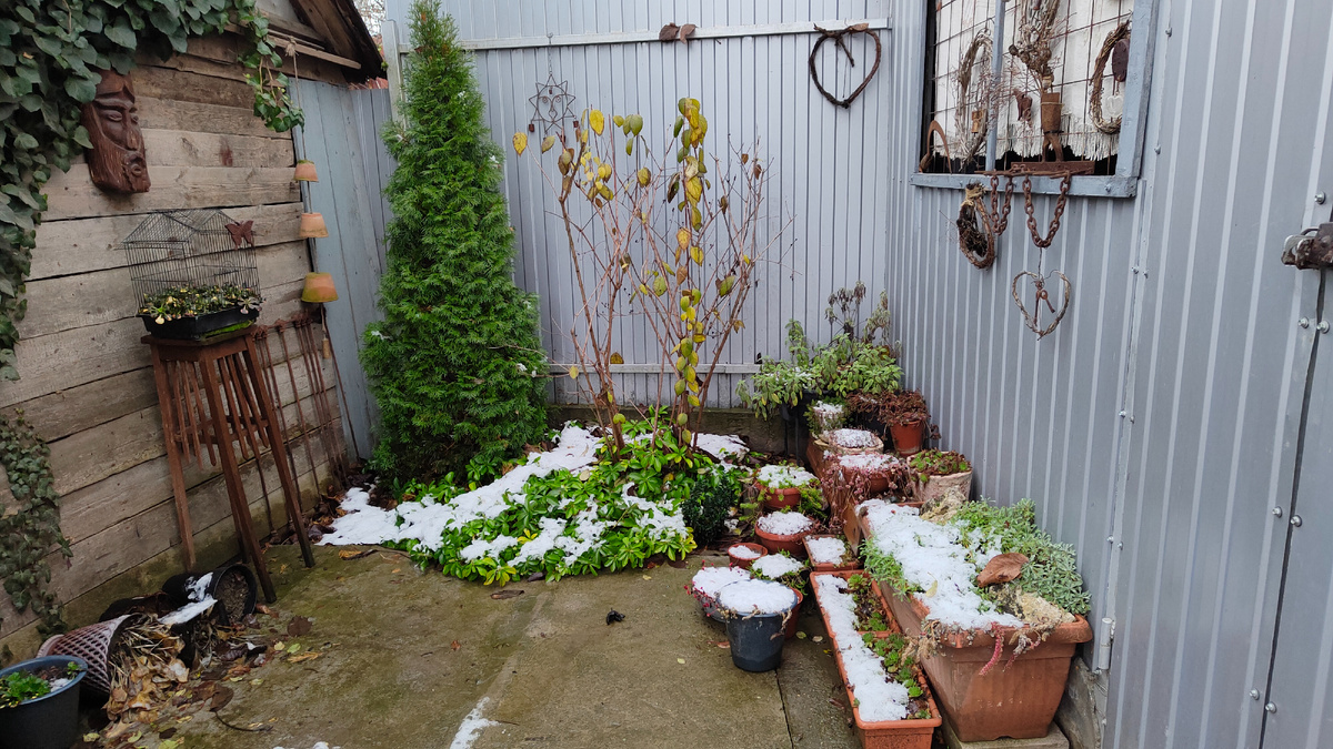 У забора туя Смарагд