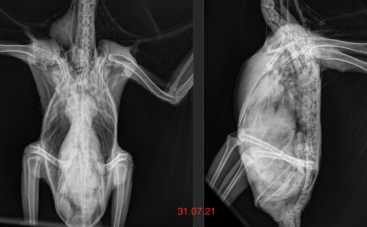 на рентгене какаду хорошо виден огромный железистый желудок, который занимает почти всю целомическую полость попугая. Это основной признак борнавироза на рентгене. 