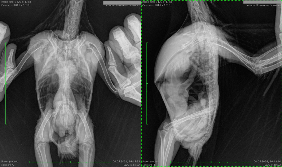 Железистый желудок почти нормальных размеров.