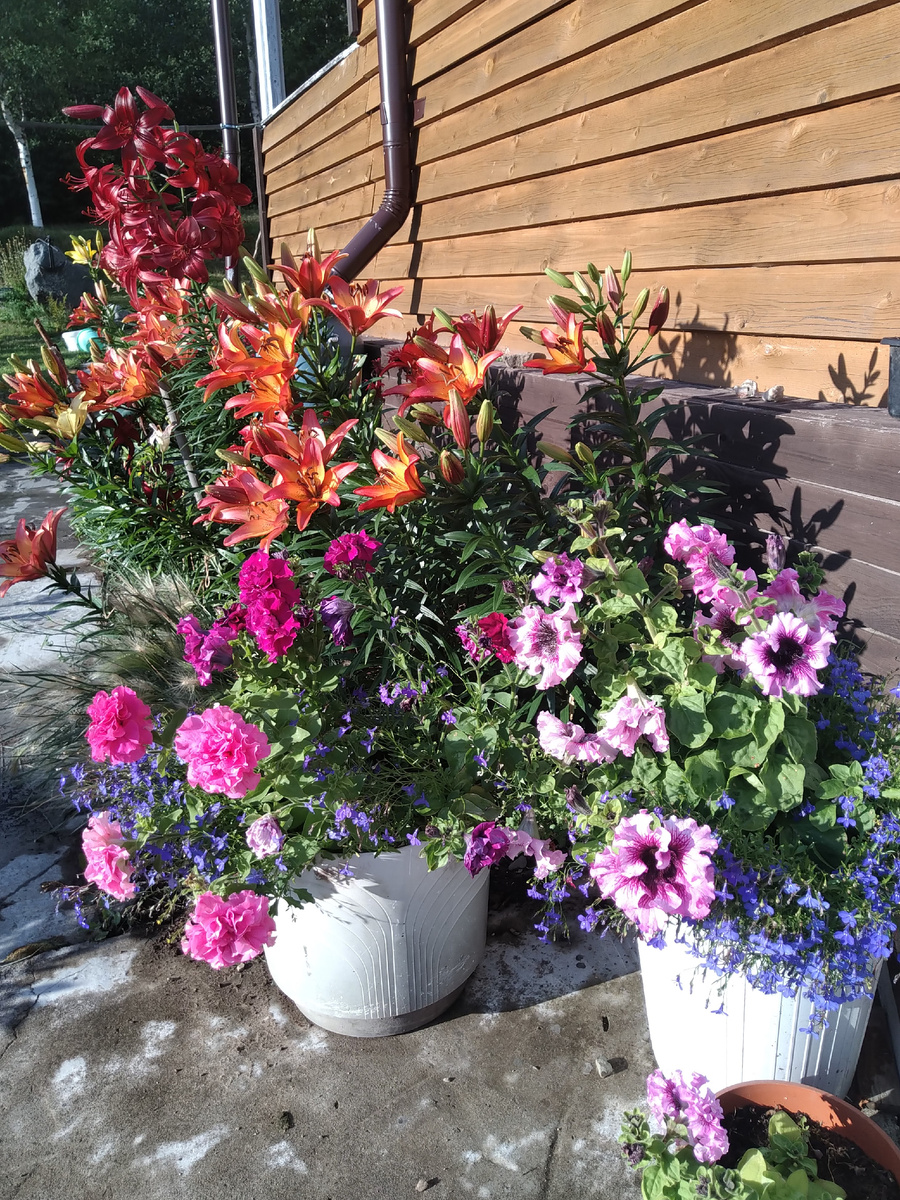 Старые версии моего контейнерного сада