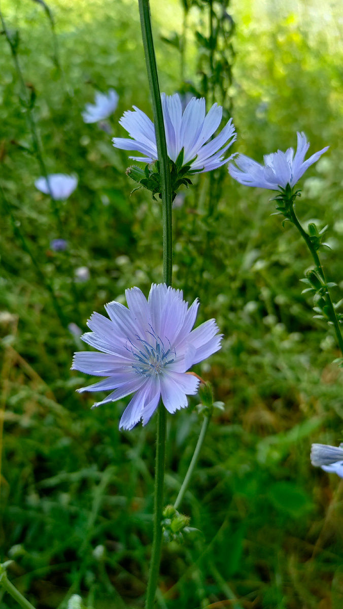 Фото автора. Цикорий 