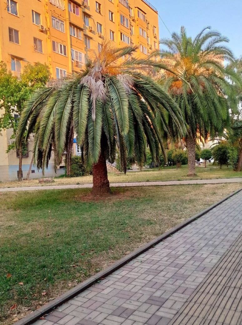 Адлер, пальмы на фоне панелек 😁