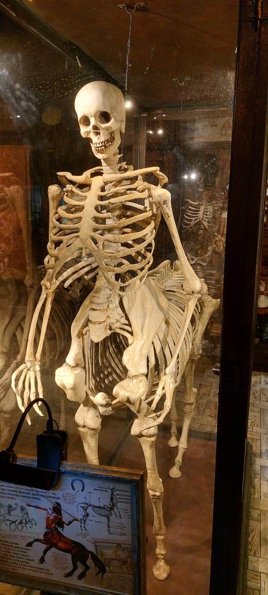 скелет кентавра