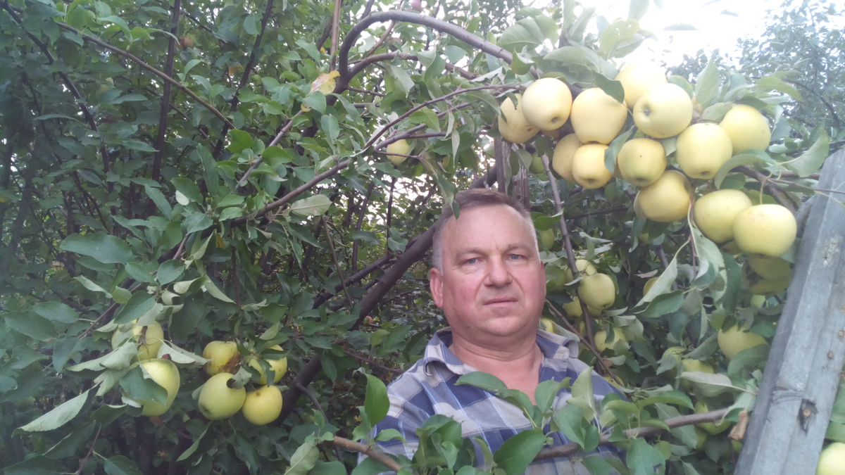 Вот такие замечательные яблоки сорта Голден Делишес растут у меня на привитых ветках в крону яблони под Воронежем.