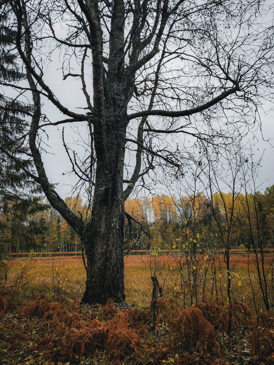 Дерево у озера Моховское