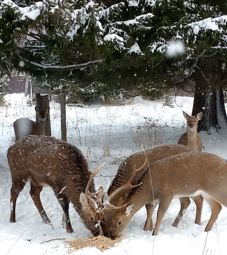 Оленики моей верной подписчицы и подруги Тани. Правда, красивые?