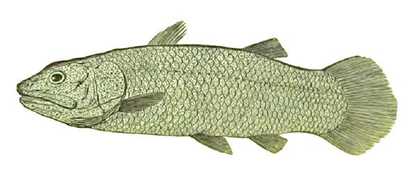 Рис. 2. Реконструкция кистепёрой рыбы Macropoma. Рисунок британского геолога и палеонтолога Гидеона Мантелла (Gideon Algernon Mantell), 1848 год. С сайта en.wikipedia.org