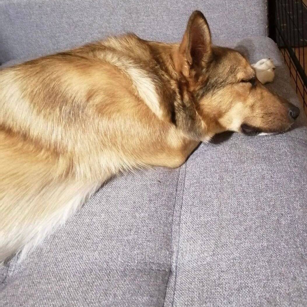 Лисенок уехал домой🧡