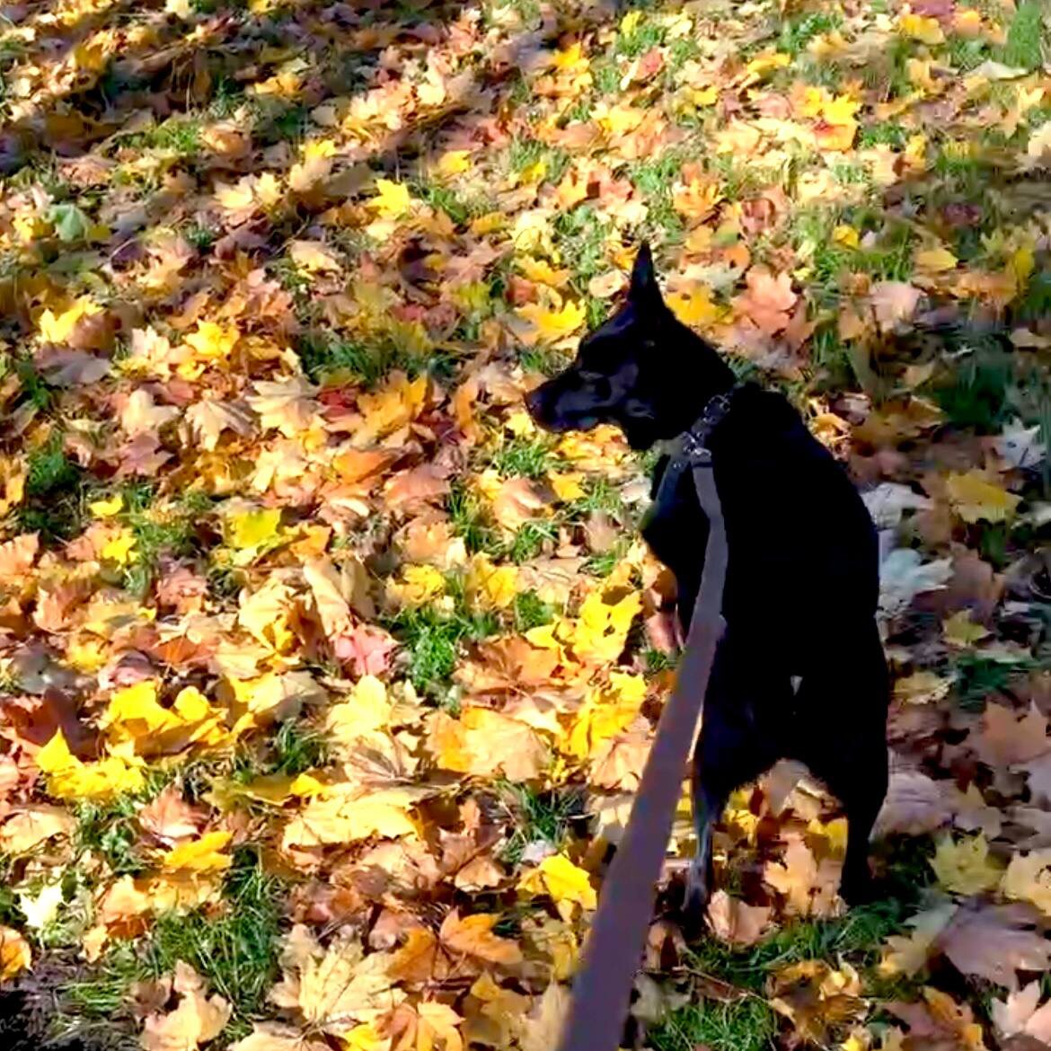 Вася уехал домой🧡