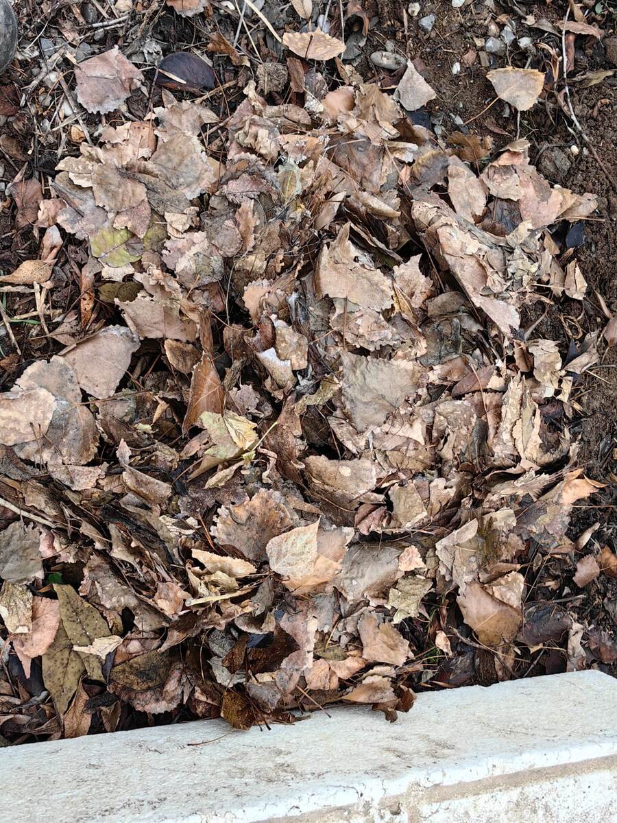 Использую сухие листья для укрытия растений на зиму. 