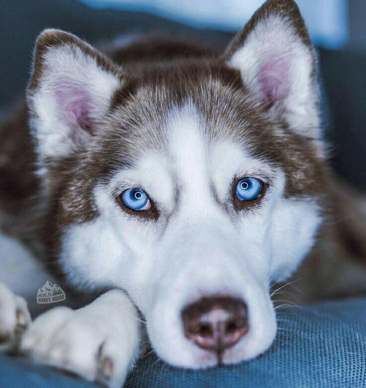 Фото взято из интернета