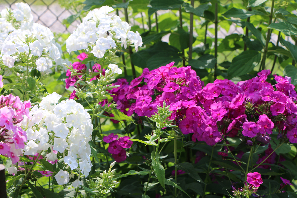 1. Флокс среднего, до 80 см, роста, чистые цветом, 2 см цветки