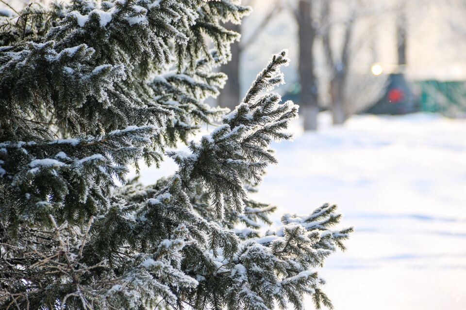   Изморозь на деревьях, снег, зима. Источник: Виталий Барабаш