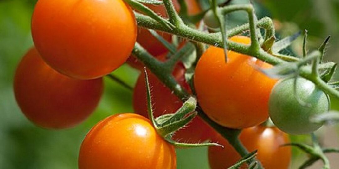 Три сорта томатов, которые удивят вас своим насыщенным сладким вкусом