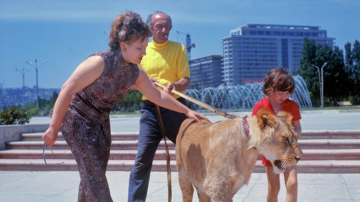 Домашний лев семьи Берберовых