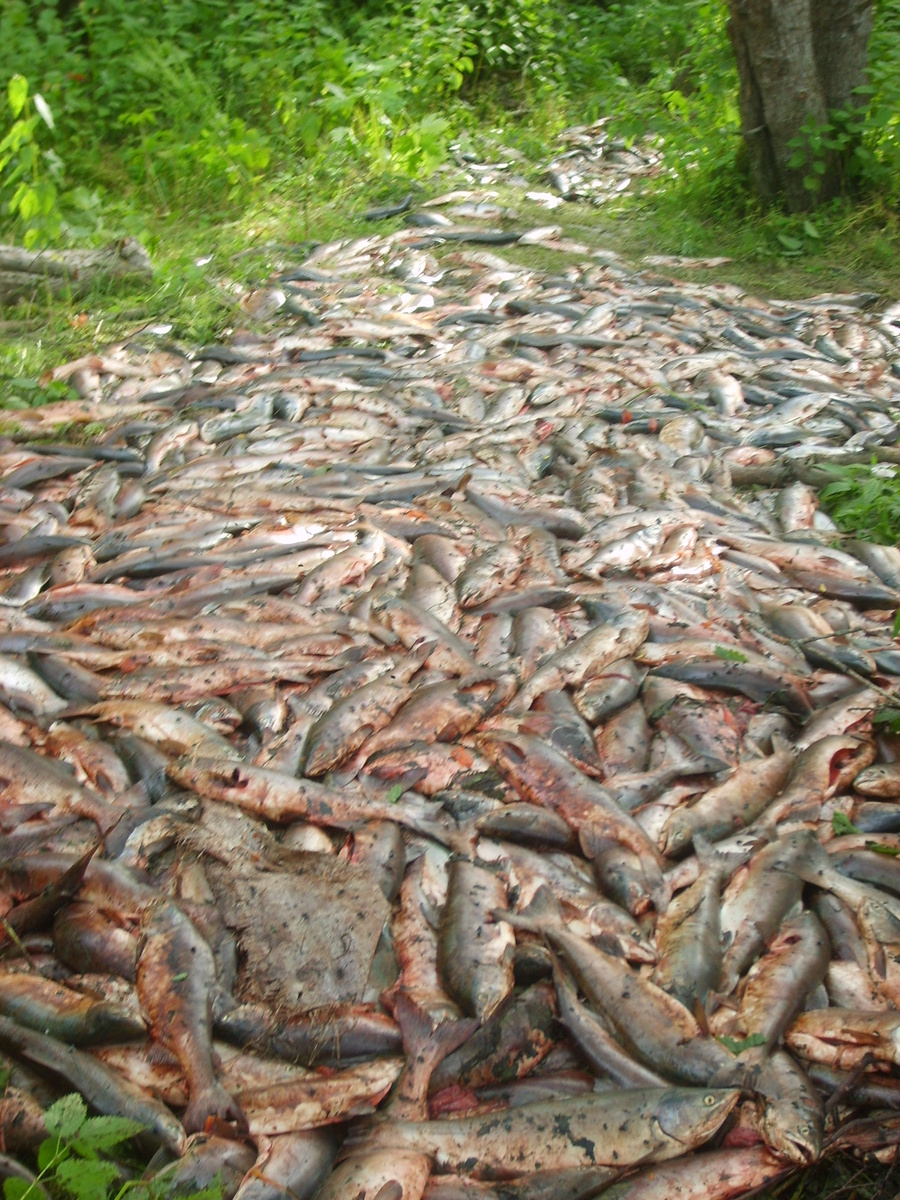 Браконьеры изымают из рыбы только икру. Остальное - на помойку.