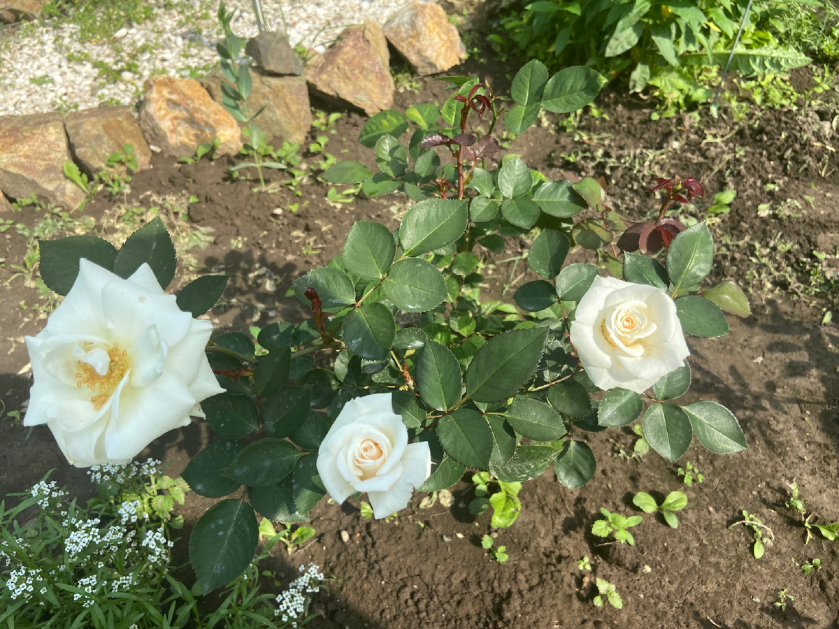 Первое цветение 2023 год