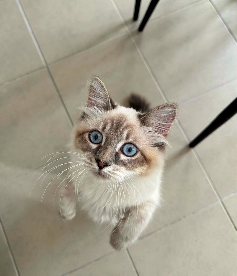 Марсель подрастает. Он очень смешной и хулиганистый. Те шторы, что мы выбирали для ремонта подруги, уже все в затяжках, потому что он просто взлетает по ним до потолка, а потом, как белка-летяга камнем срывается на диван. Маруся за этими проказами просто наблюдает, но иногда может нарычать и приструнить «мелкого». Всё, как у людей. Сложный воспитательный процесс с двадцатью когтями и шторой, которая скоро явно покинет квартиру подруги.