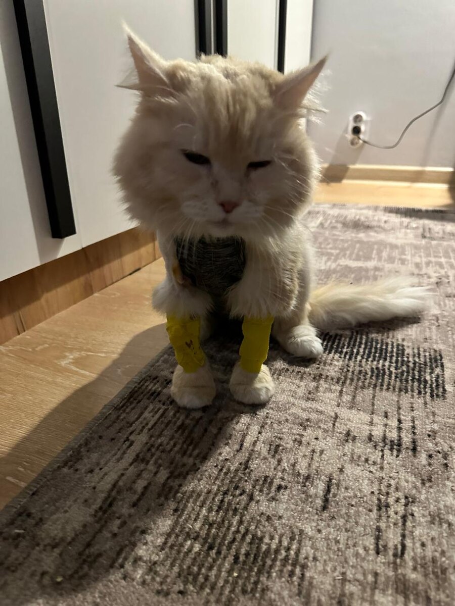 Маленькая смелая девочка-борец ❤️