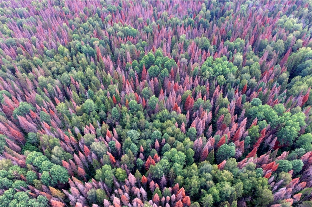 Усыхающий лес из пихты сибирской (Abies sibirica). Это очаг размножения дальневосточного короеда уссурийского полиграфа (Polygraphus proximus).  