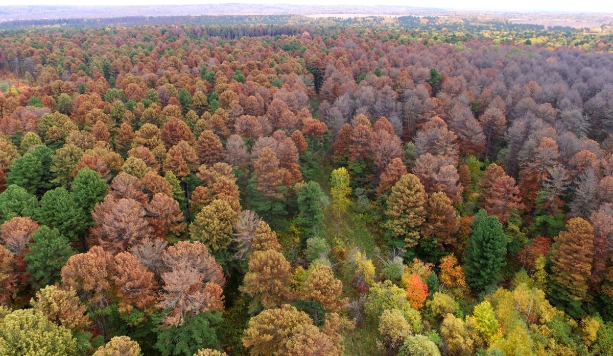 Усыхающий лес из кедра сибирского (Pinus sibirica). Это очаг размножения европейского союзного короеда (Ips amitinus).