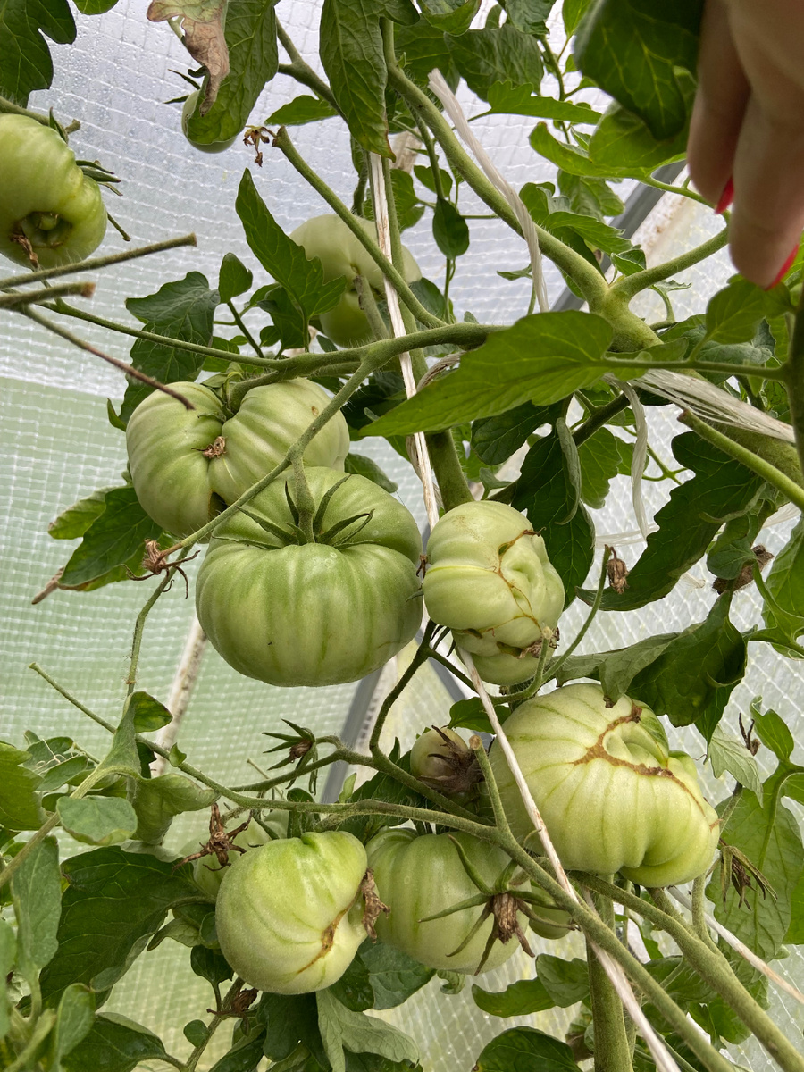 Томат «Андреевский сюрприз» 