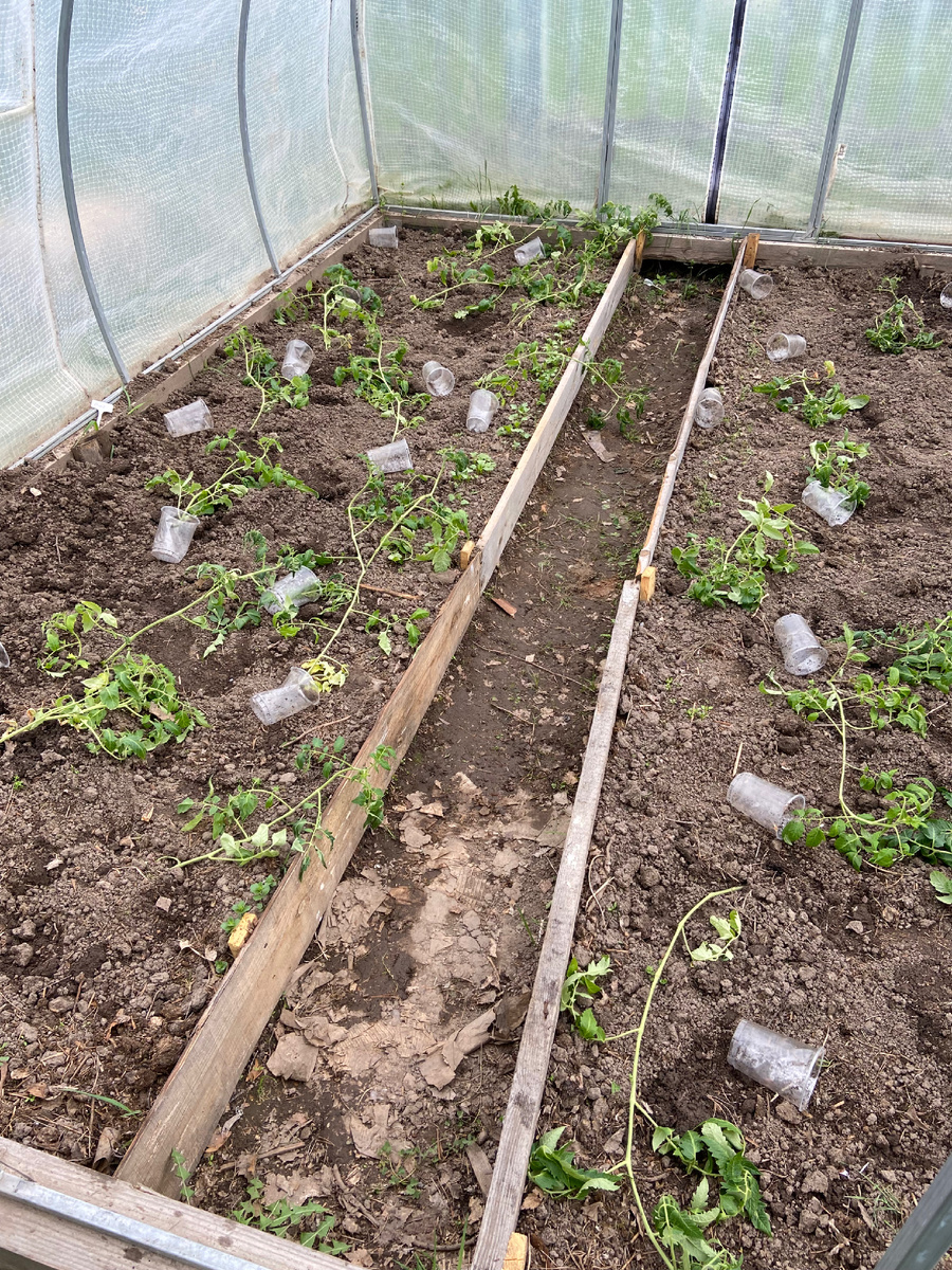 Без излишеств