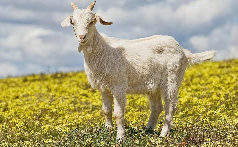 Белая коза.