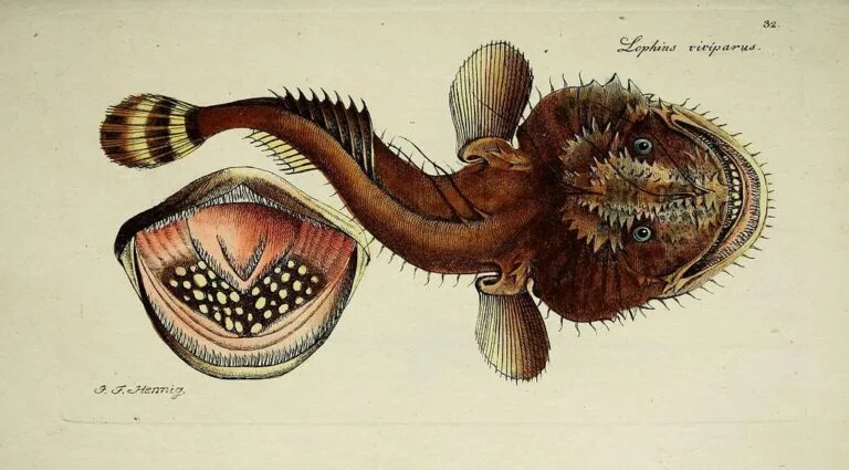    Узнайте, почему рыбу называют удильщиком. Уникальная "удочка", биолюминесценция и адаптации к глубинам океана в нашей статье. Nikkioto