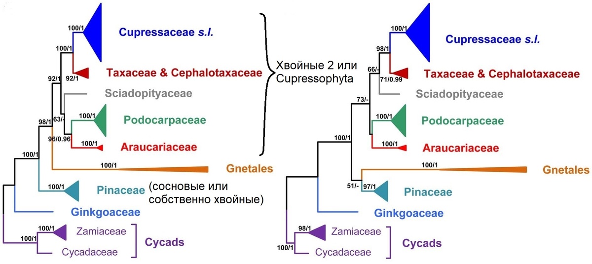 Филогенетическое древо хвойных, сделанне по двум монокопийным ядерным генам, т.е. очень надежным, проверенным методом. 