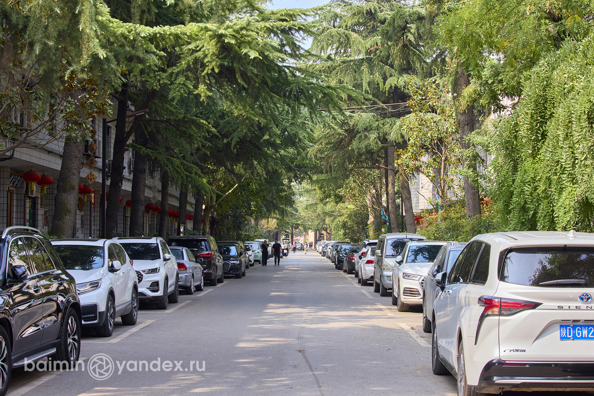 Центральная улица - аллея