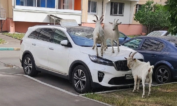    Станет ли козел из Бутова москвичом «в законе»?