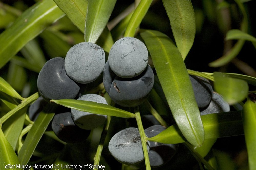 На снимке австралийский Podocarpus elatus. Фото Murray Henwood