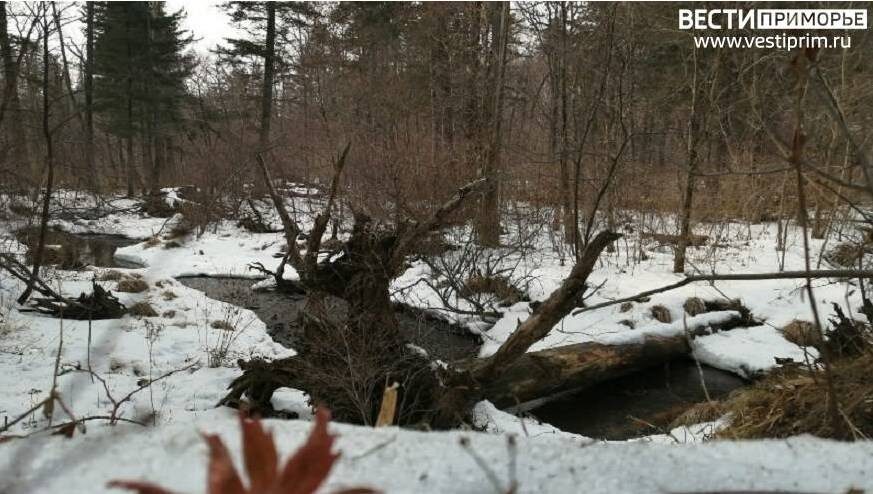    Источник фото: t.me/prim_police