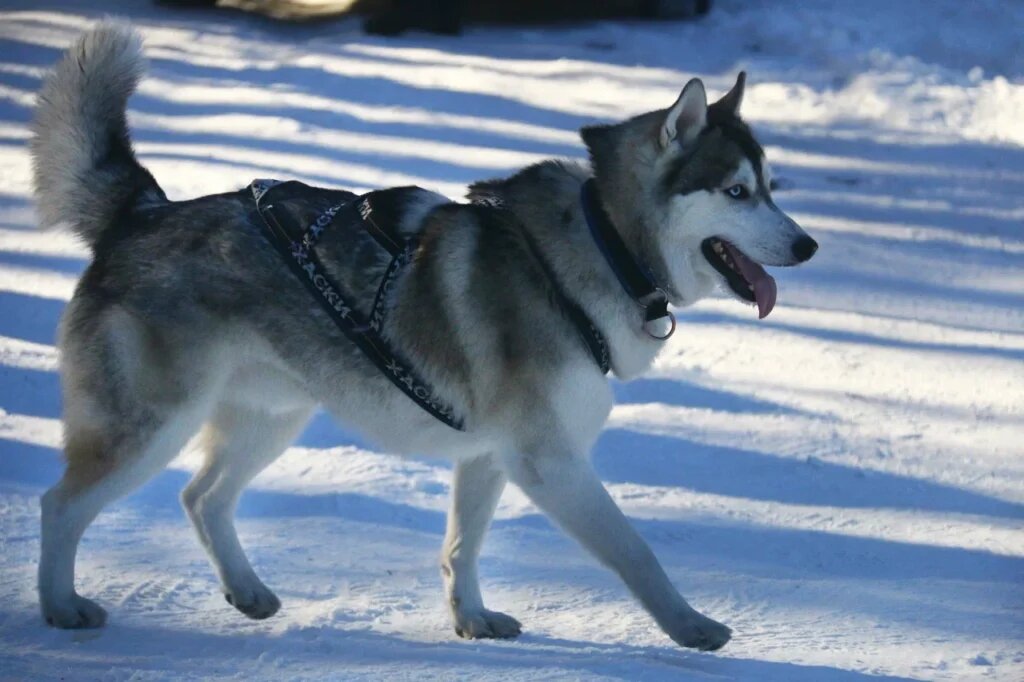    Фото: Амур.инфо