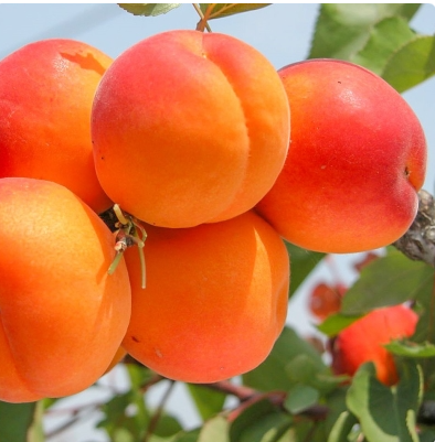 Сорт Первайс: зимостойкий, универсальный сорт, который отличается высокой урожайностью и привлекательным внешним видом. Он подходит для выращивания в различных климатических условиях. Для достижения максимальной урожайности необходимы правильный выбор местоположения и качественный уход за растением.