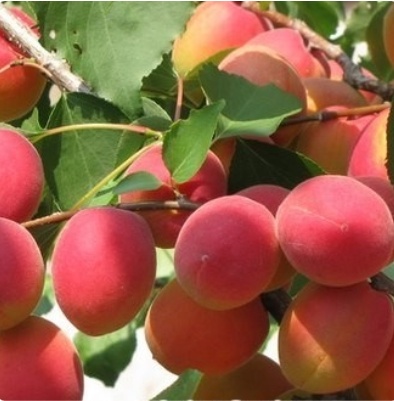 Саратовский Рубин