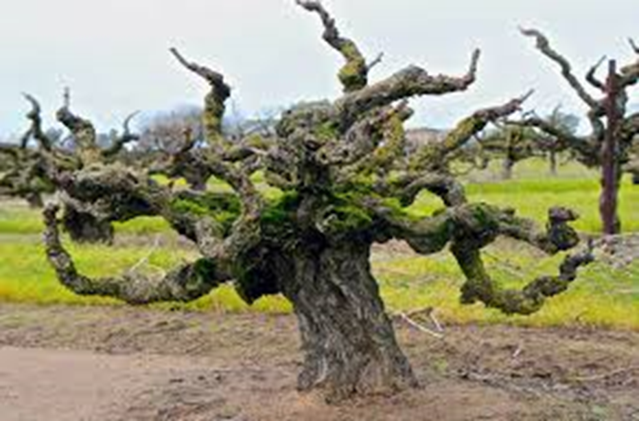 Изображения взяты из открытых источников