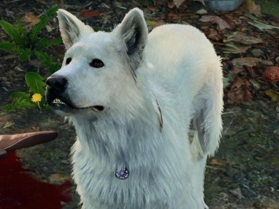    В Baldur’s Gate III нашли лучшее оружие против магов. Им оказался пёс Шкряб