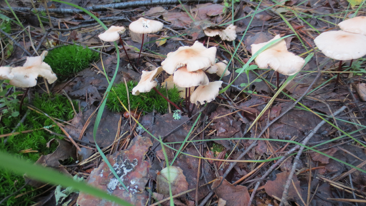 Чесночники