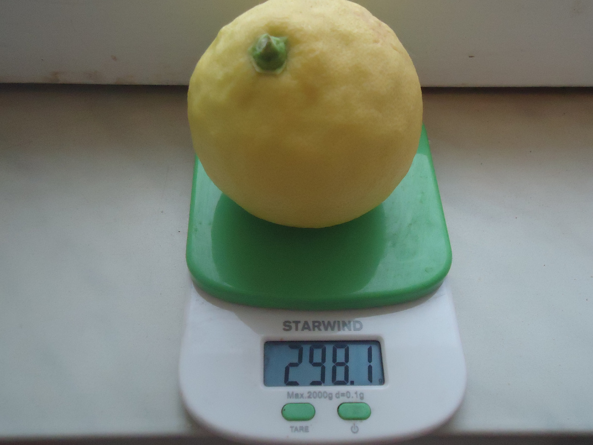 Урожай лимонов 2024 года. Вес плода составляет 298 г. Из архва автора.
