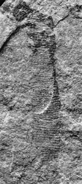 Пармия. Фотография первого образца.