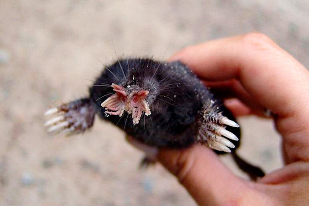 звездорылый крот