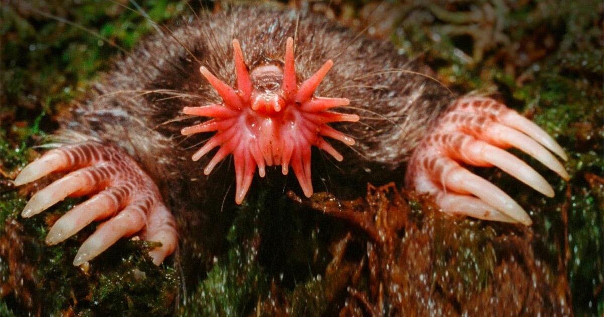 я жуткий маленкий монстрик