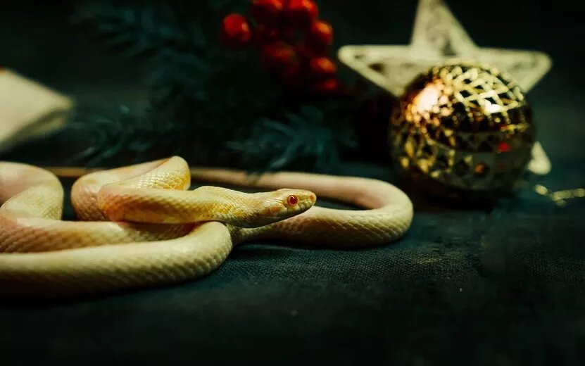    Гороскоп на день: 2 декабря Ракам улыбнется удача, а Тельцы ощутят поддержку родных