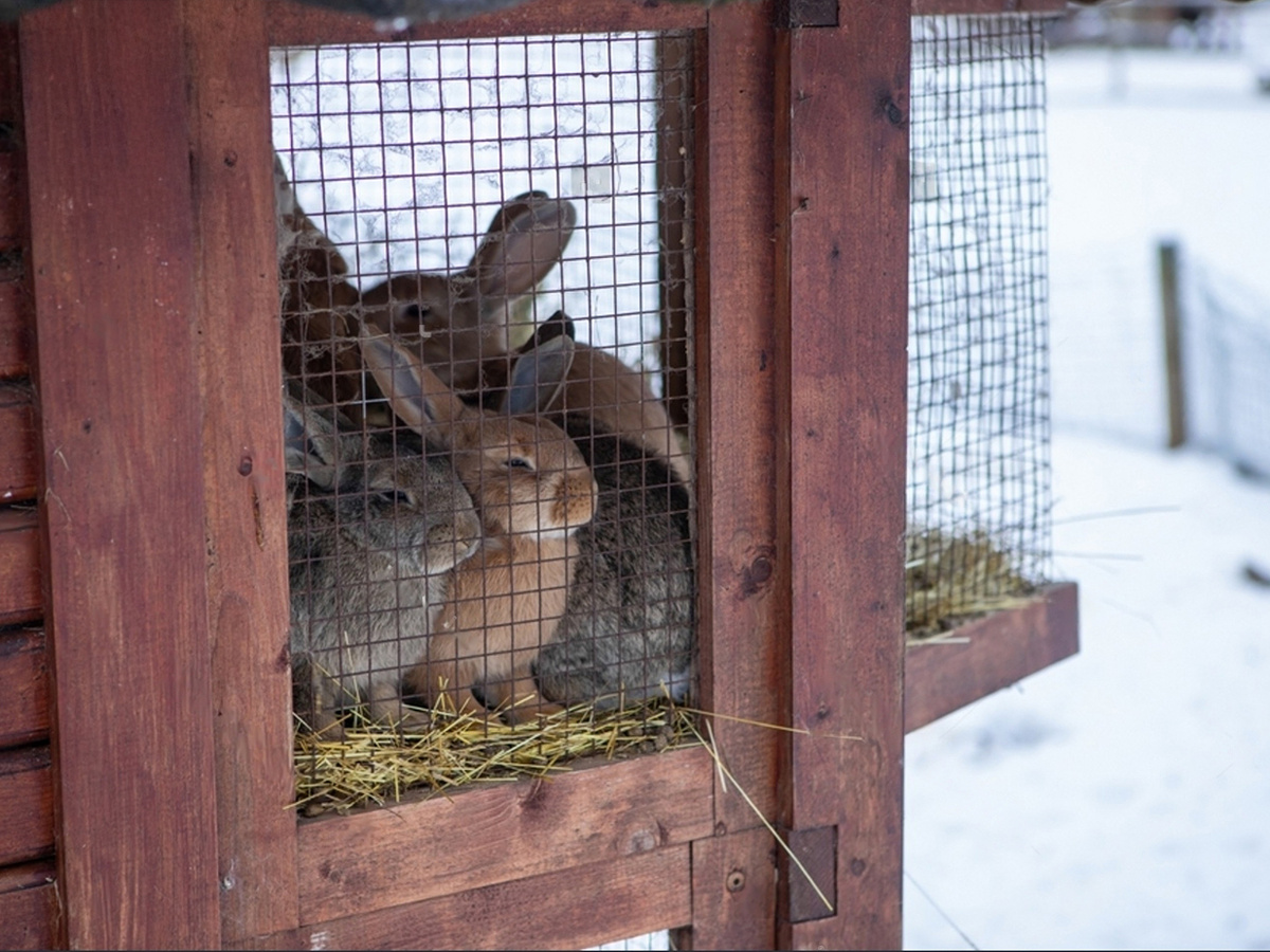 Содержание кроликов в холодный период времени