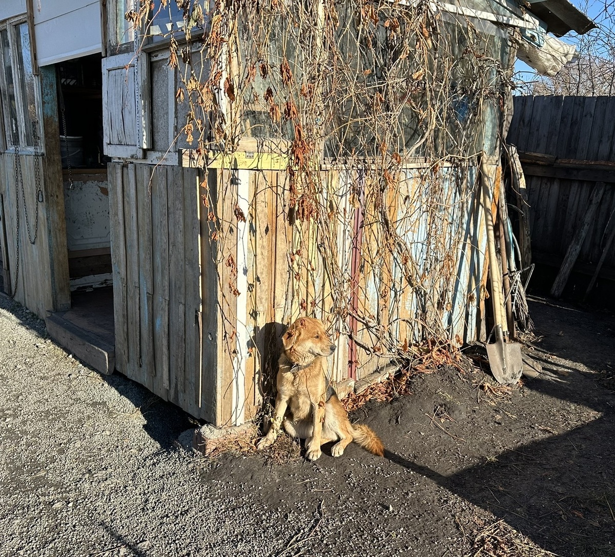 Шарпи греется на солнышке.